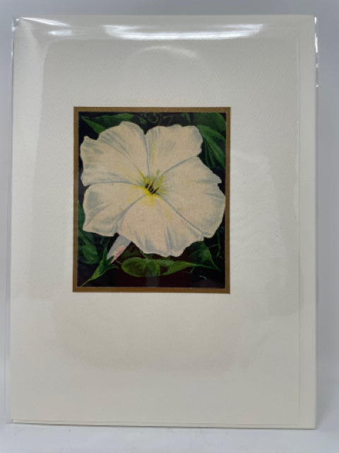 Moonflower Blank Card