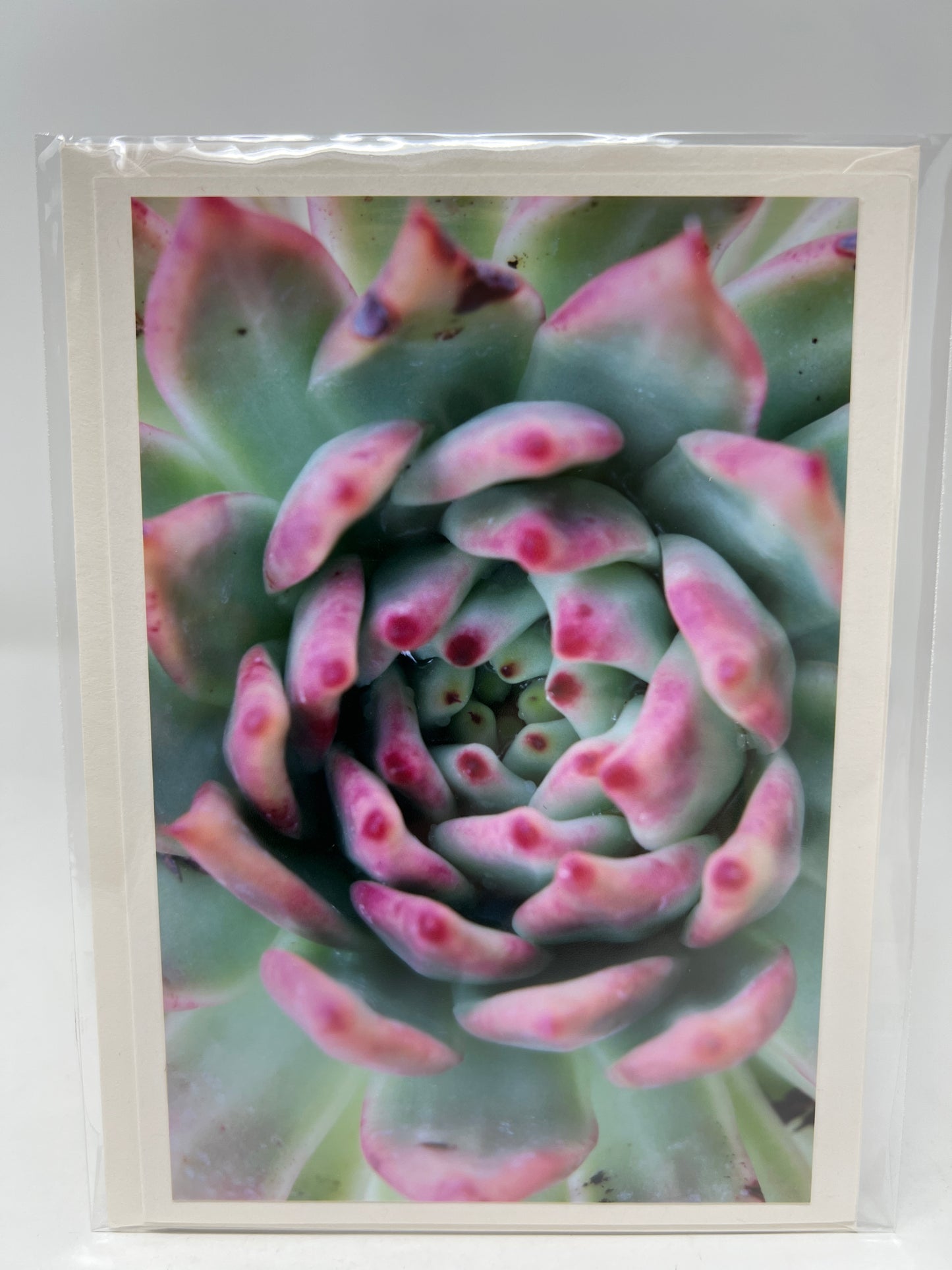 Succulent Photo Card