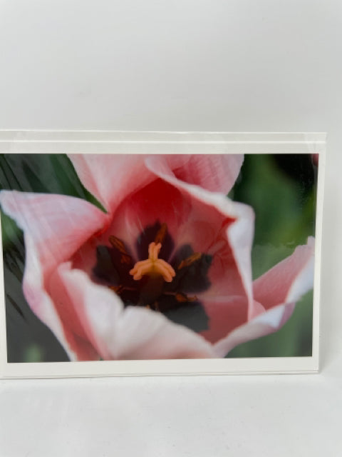 Pink Tulip Photo Cards